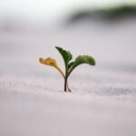 Mindset Growth - closeup photography of plant on ground