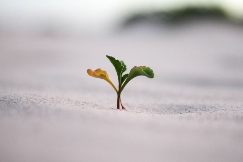 Mindset Growth - closeup photography of plant on ground