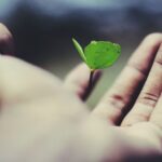 Personal Growth - floating green leaf plant on person's hand