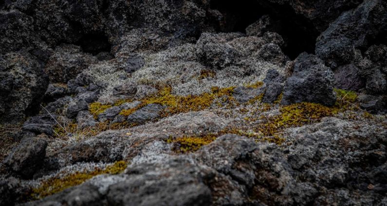 Science Resilience - a close up of rocks with moss growing on them