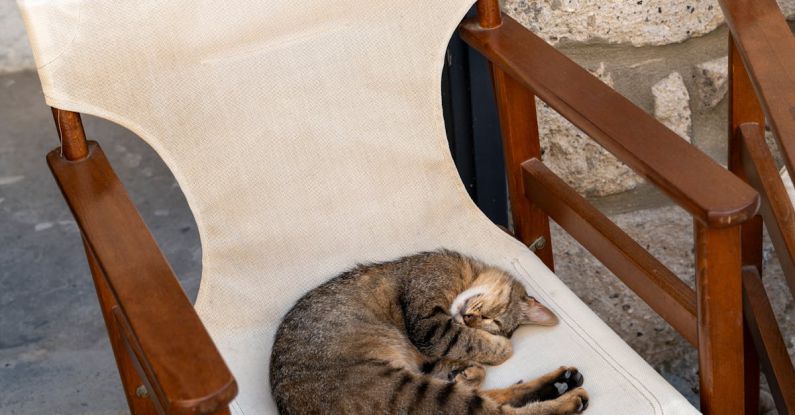 Sleep Resilience - Cat Sleeping on an Old Armchair